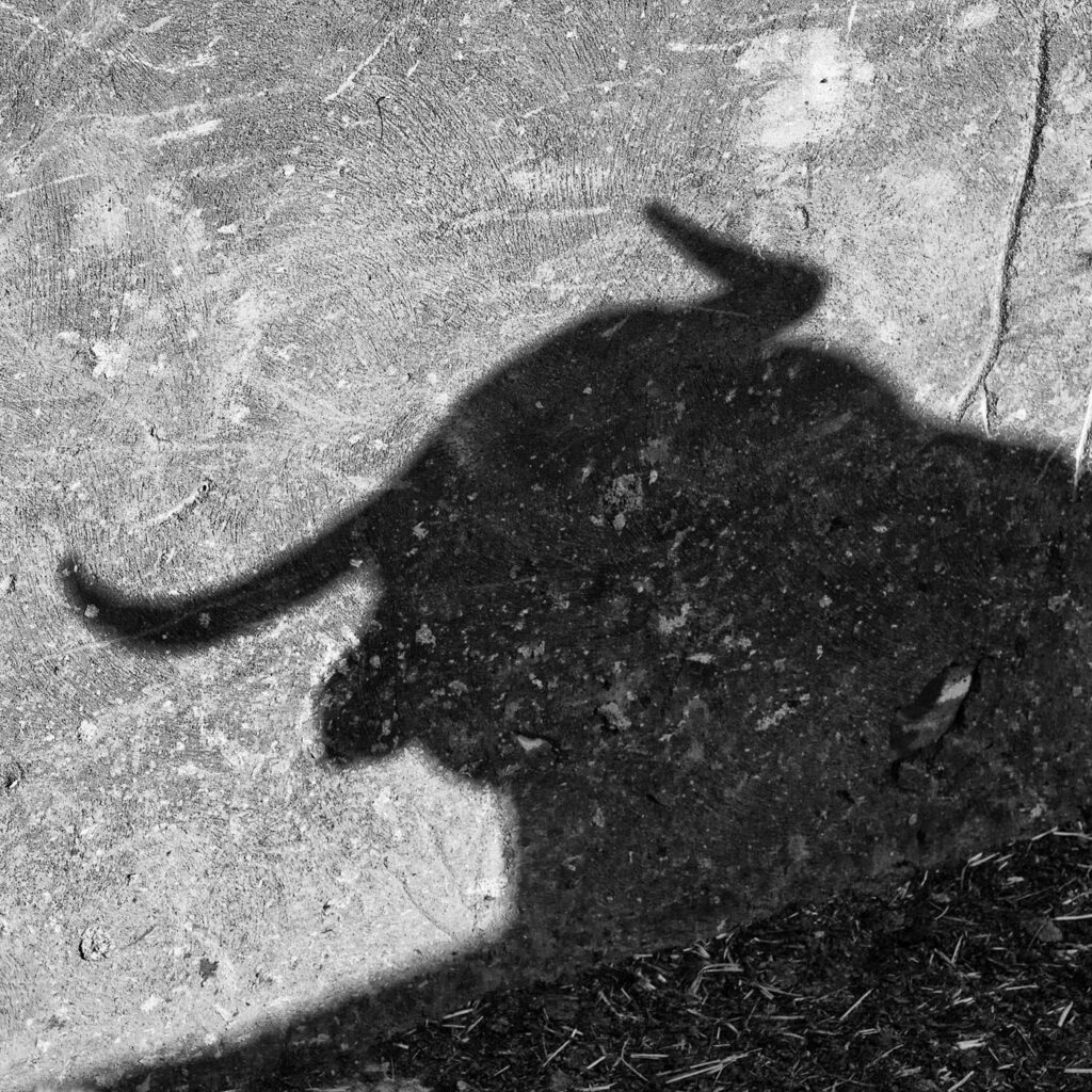 L’ombre de la bête