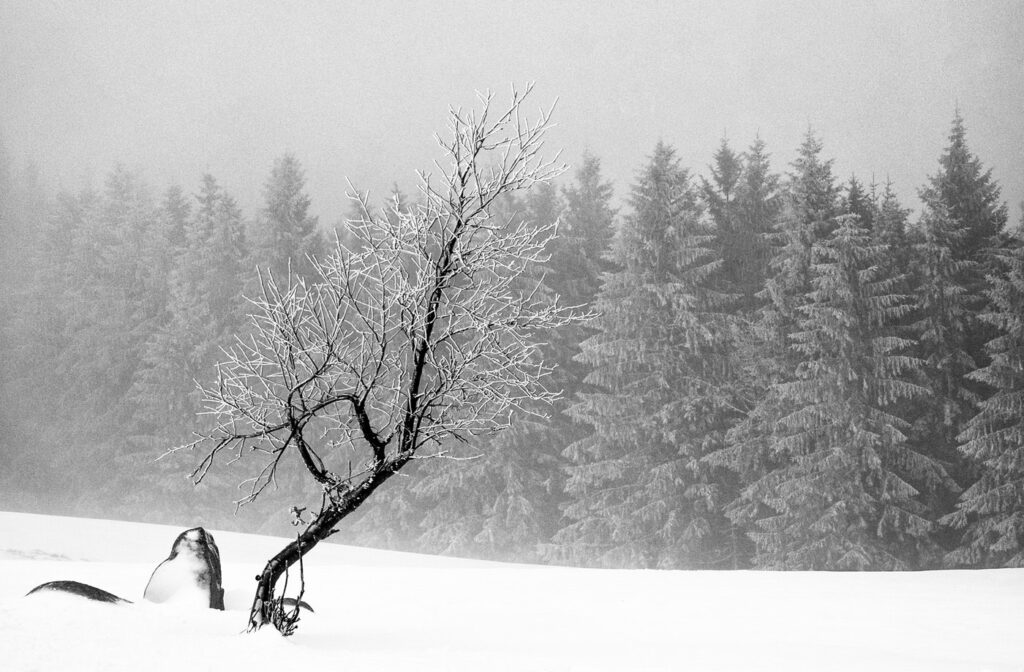 Immersion dans les Vosges #01