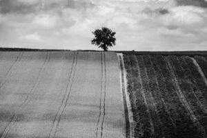 L&rsquo;arbre suit sa racine #02