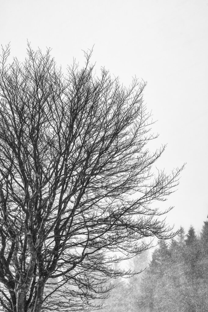 Immersion dans les Vosges #02