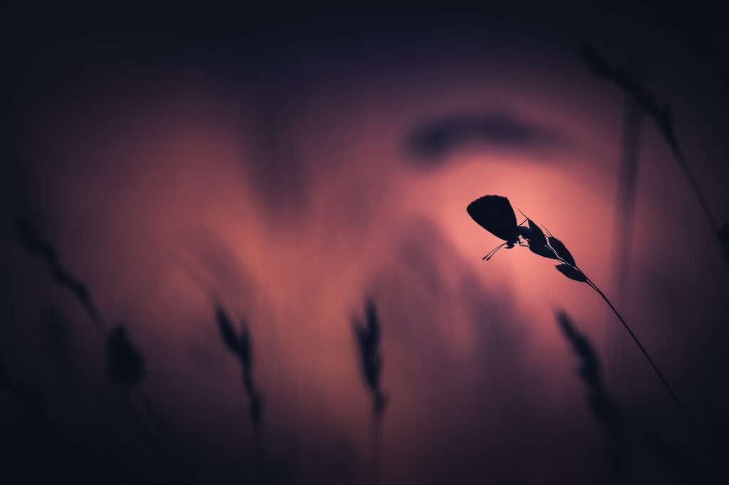 Ancré dans ton cœur