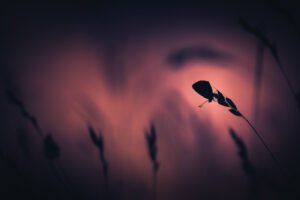 Ancré dans ton cœur