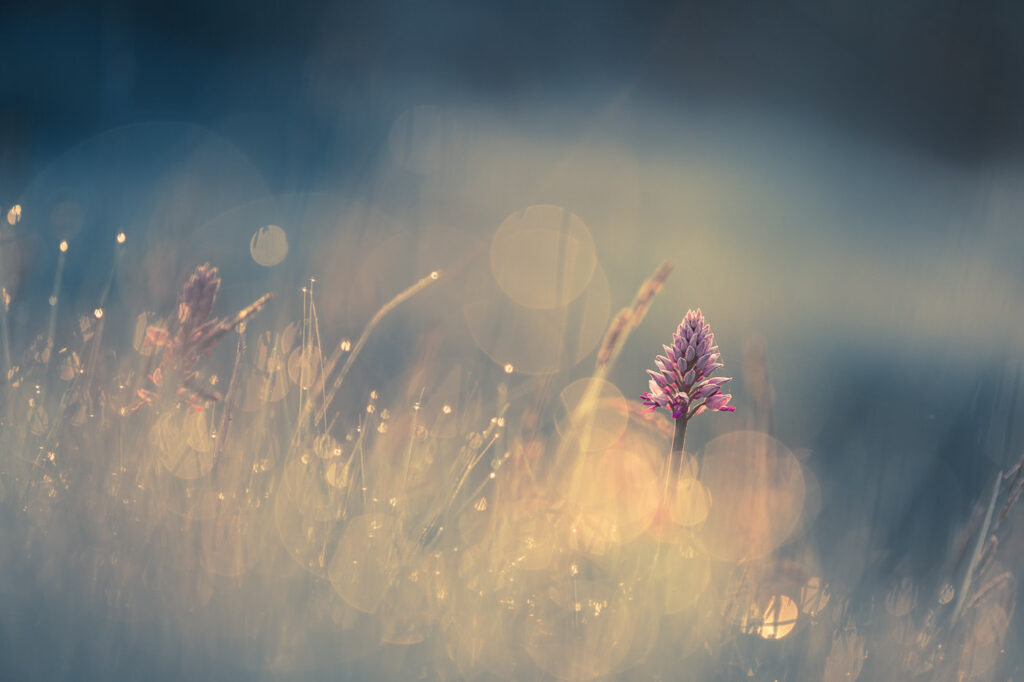 Le marchand de rêves