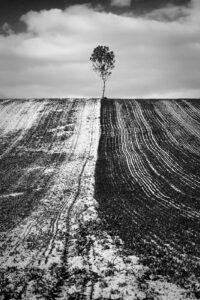 L&rsquo;arbre suit sa racine #03