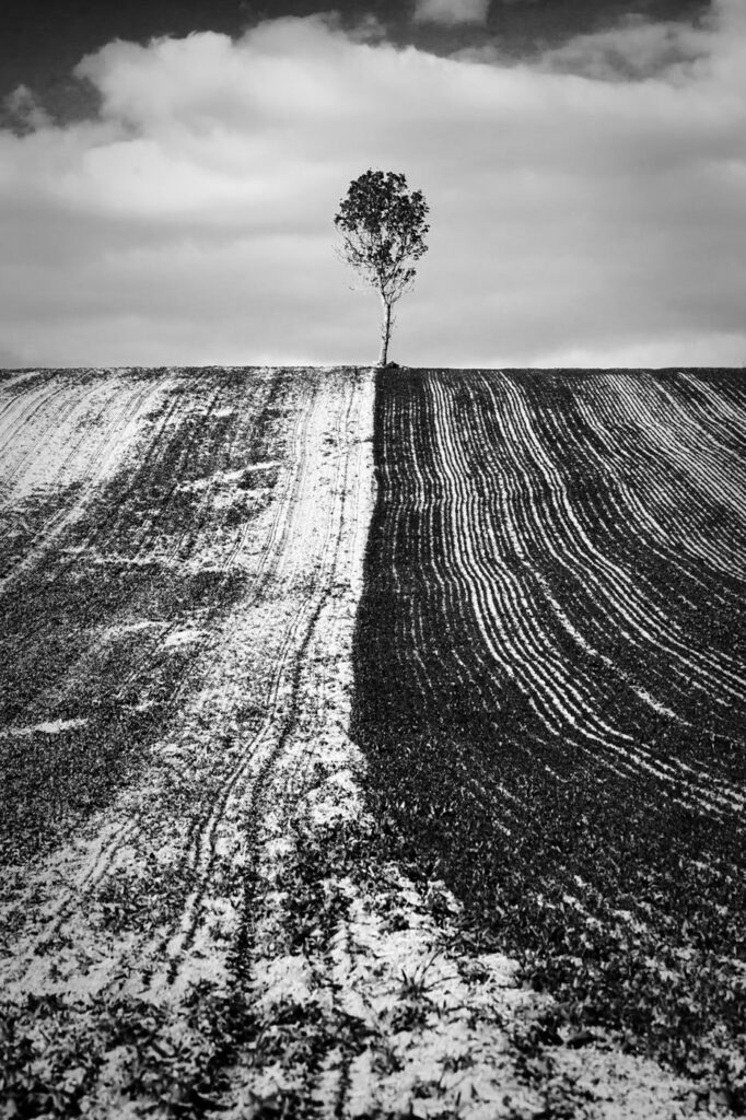 L’arbre suit sa racine #03