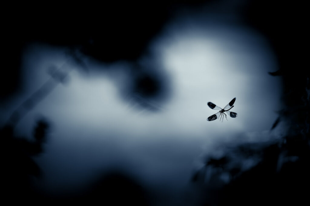 Dans l’œil de Godzilla