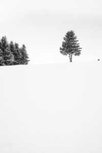 Immersion dans les Vosges #04