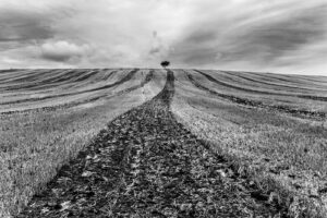 L&rsquo;arbre suit sa racine #05