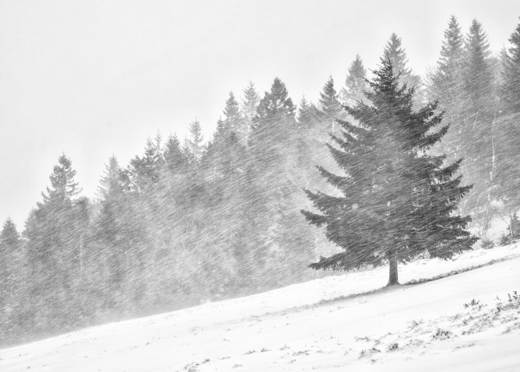 Immersion dans les Vosges #05