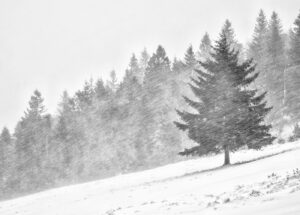 Immersion dans les Vosges #05