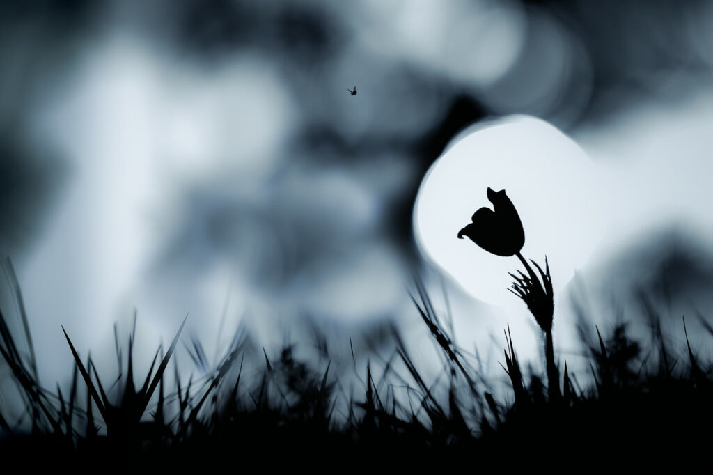 Fascination d’un géant