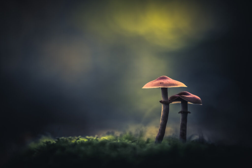 Je penserai tes blessures