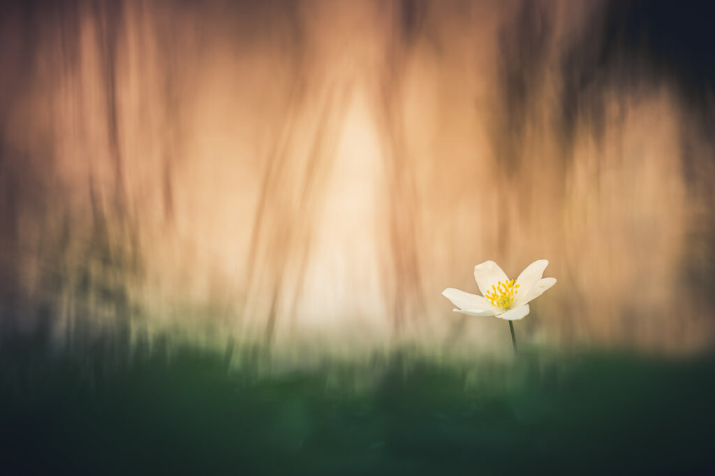 La frontière du rêve