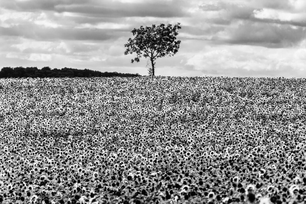 L’arbre suit sa racine #06