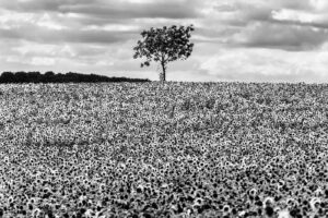 L&rsquo;arbre suit sa racine #06
