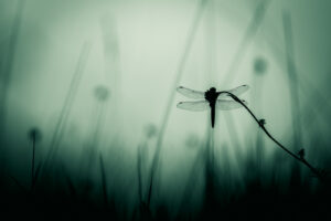 Attentive au silence, elle crut s&rsquo;y fier