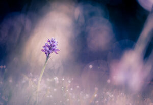 Le cœur de la voie céleste