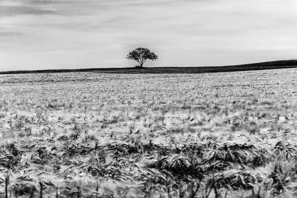 L’arbre suit sa racine #07