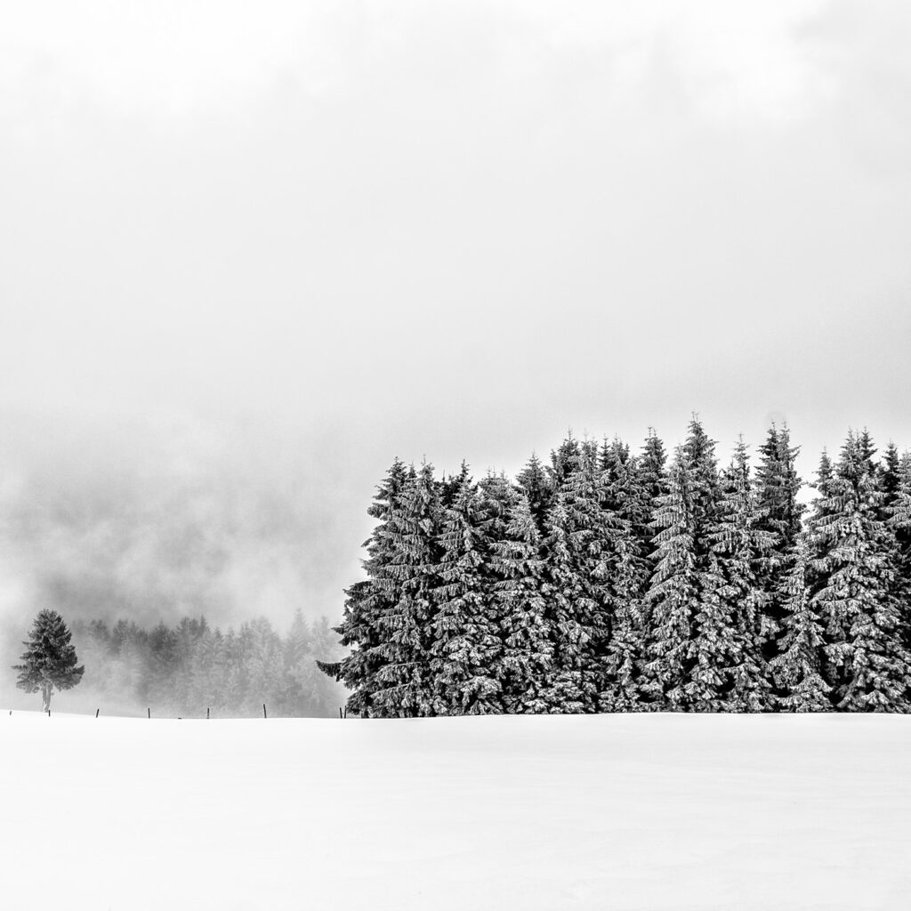 Immersion dans les Vosges #07