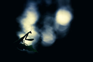 L’humble serviteur