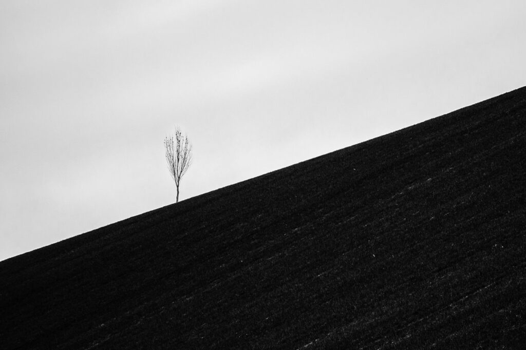 L’arbre suit sa racine #08