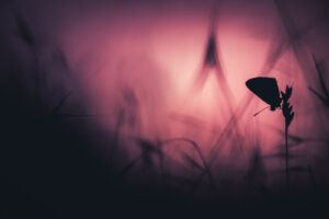 Le veilleur de la dame de fer