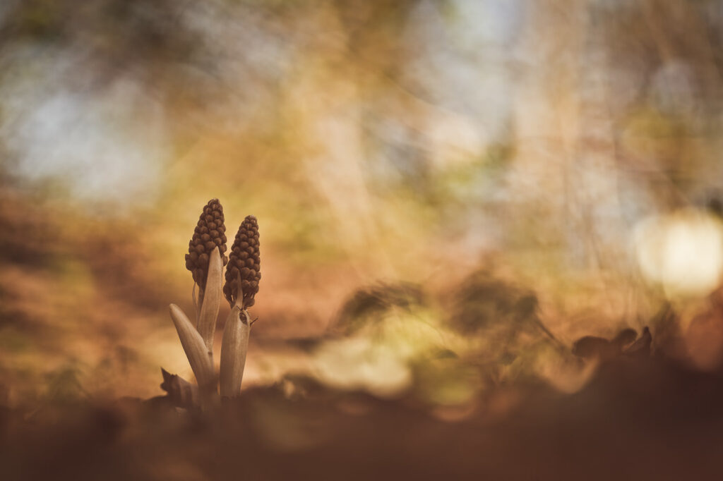 Petit à petit l’oiseau fait son nid