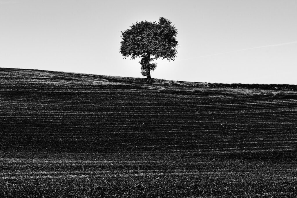 L’arbre suit sa racine #09
