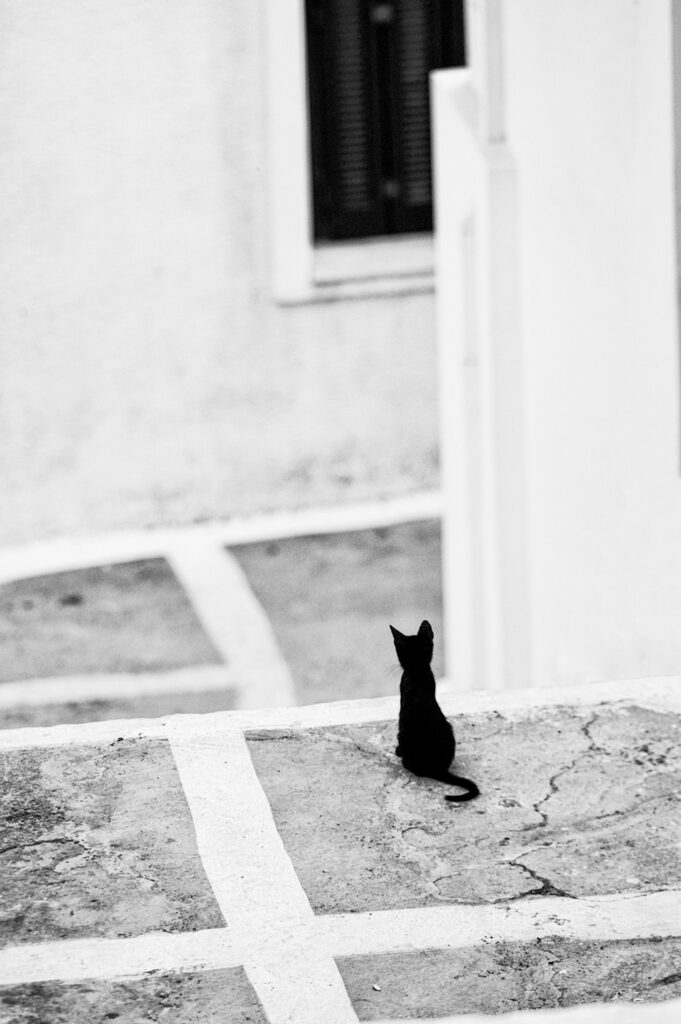 Le chaton noir