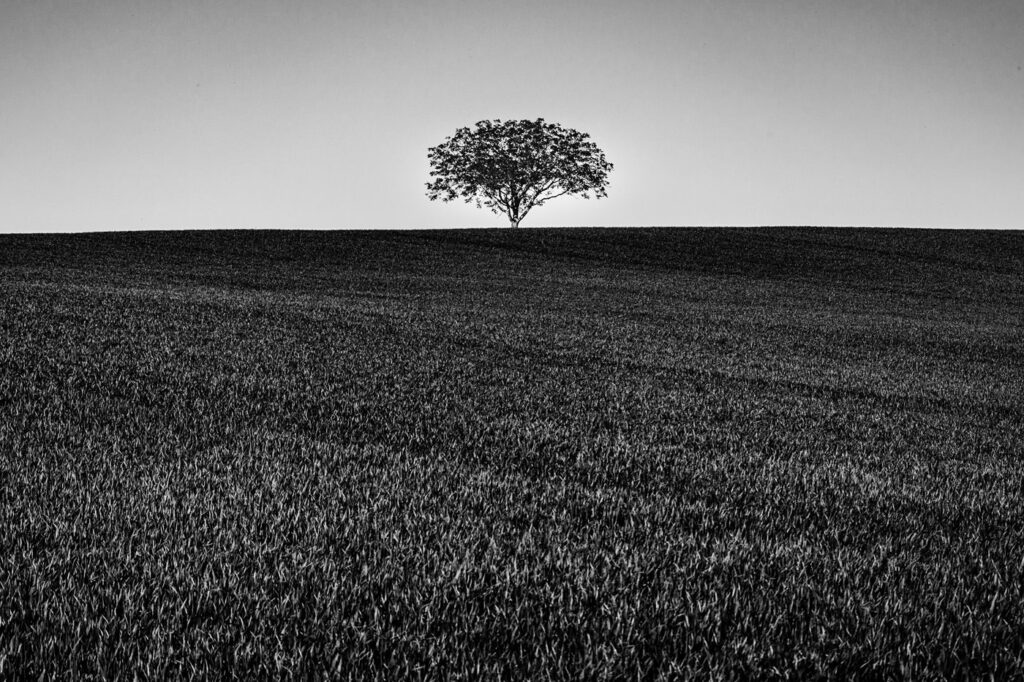 L’arbre suit sa racine #10