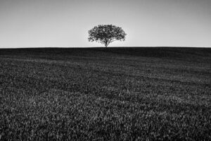 L&rsquo;arbre suit sa racine #10