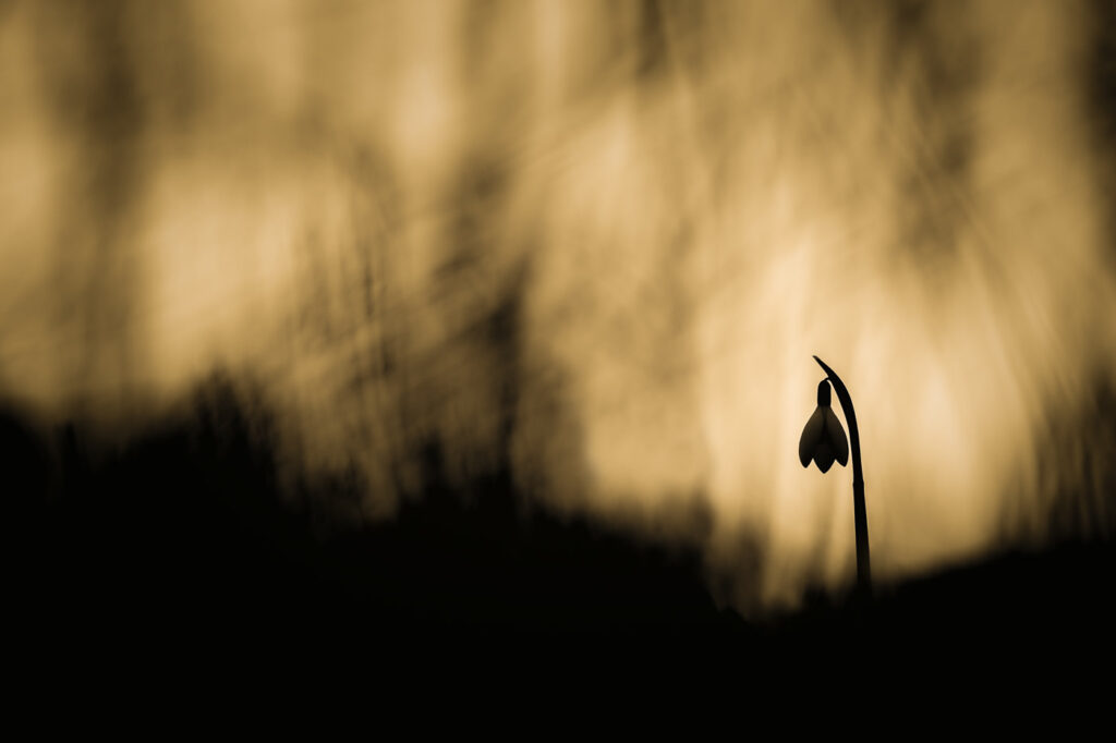 Solitude d’une veuve