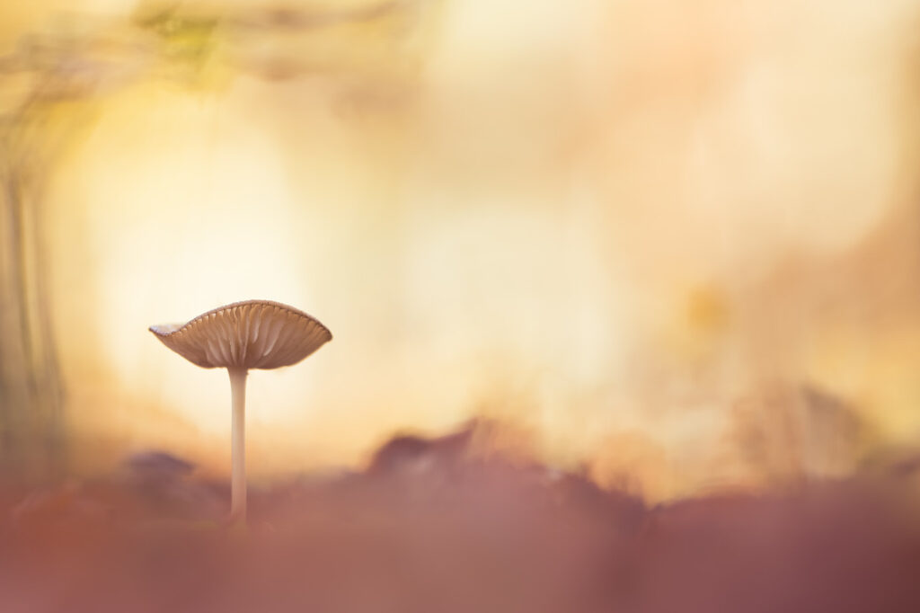 Sucrerie forestière