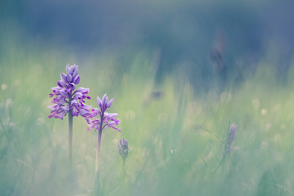 Tendresse d’une complicité