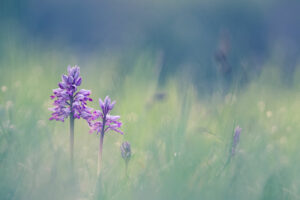 Tendresse d’une complicité