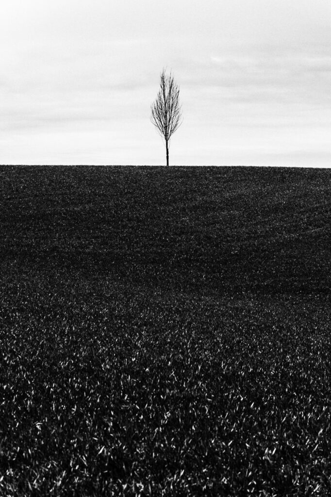 L’arbre suit sa racine #11