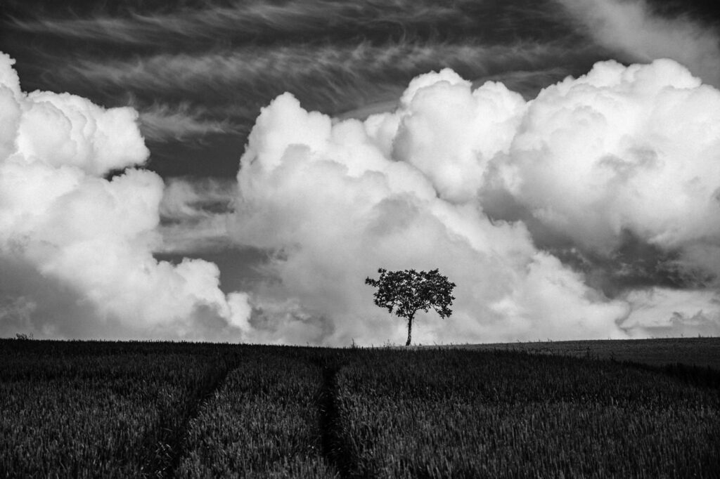 L’arbre suit sa racine #12