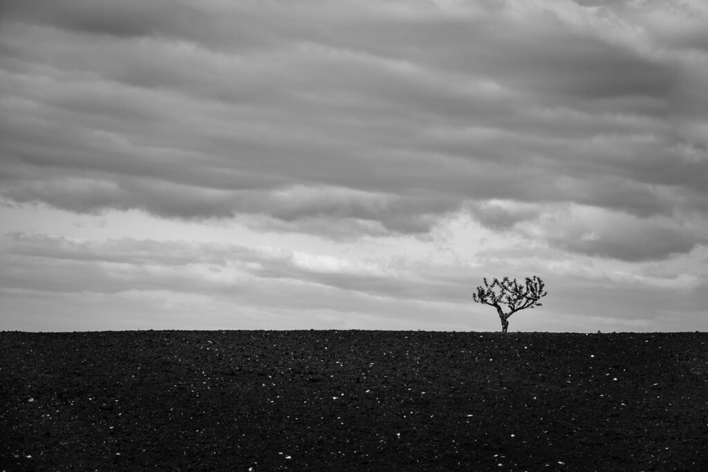 L’arbre suit sa racine #13