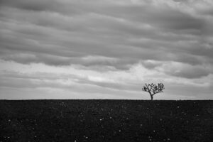 L&rsquo;arbre suit sa racine #13