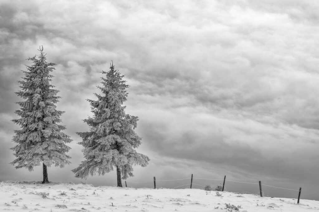 Immersion dans les Vosges #15