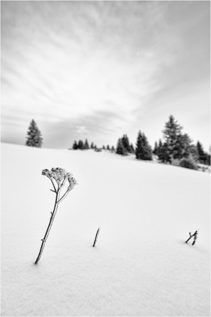 Immersion dans les Vosges #19