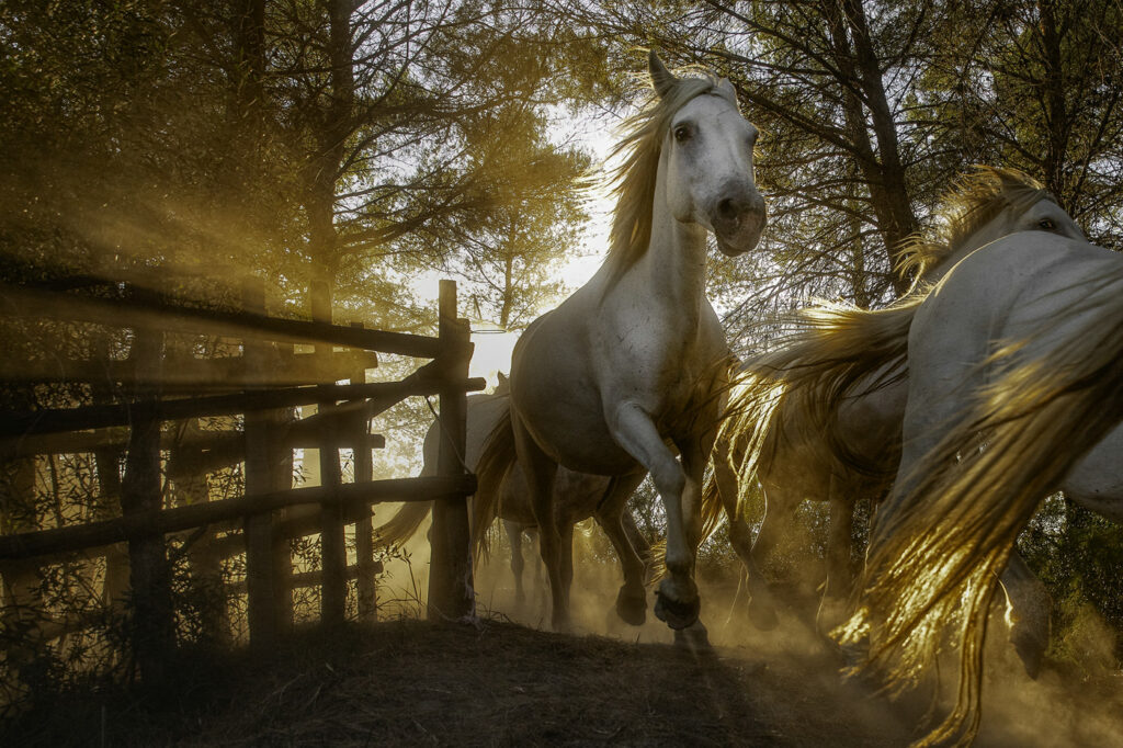 Camargue #04