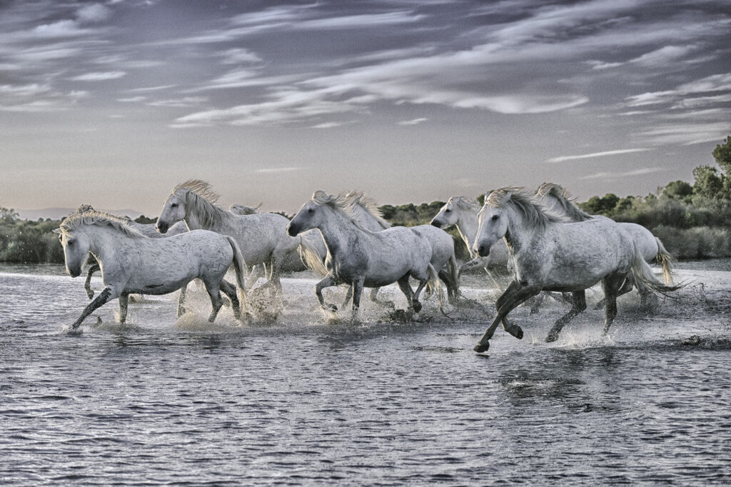 Camargue #06