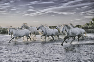 Camargue #06
