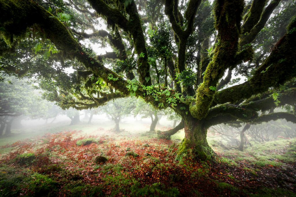 Madeira Island Portugal 01