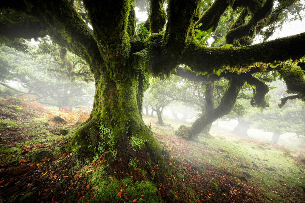 Madeira Island Portugal 02