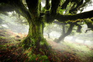 Madeira Island Portugal 02