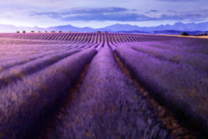 Valensole France