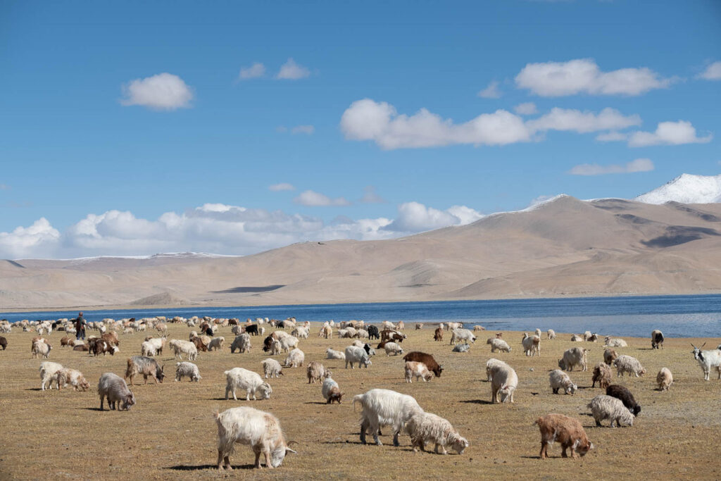 Un regard sur le Zanskar #06