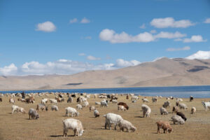 Un regard sur le Zanskar #06